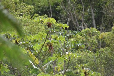 Cecropia glaziovii, photographed by Cajá-manga