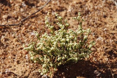 Psammotropha quadrangularis, photographed by Tony Rebelo