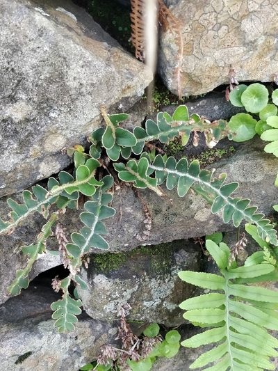Asplenium lolegnamense, photographed by Vítor Jorge