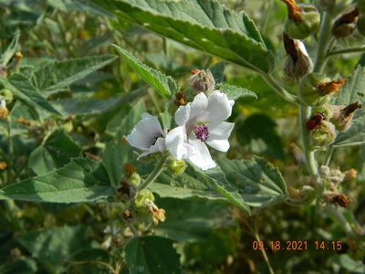 Althaea officinalis, photographed by Galyna Mykytynets