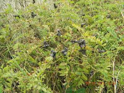 Astragalus cicer, photographed by Galyna Mykytynets