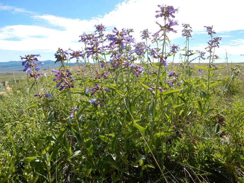 Penstemon watsonii, photographed by Matt Lavin