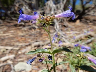Penstemon humilis, photographed by Matt Lavin