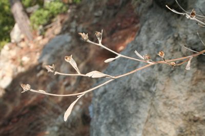 Pentanema verbascifolium, photographed by Edmundas Greimas