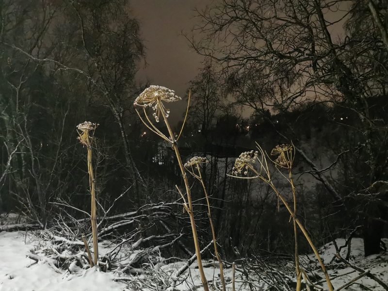 Heracleum persicum, photographed by Thor-Rune Hansen