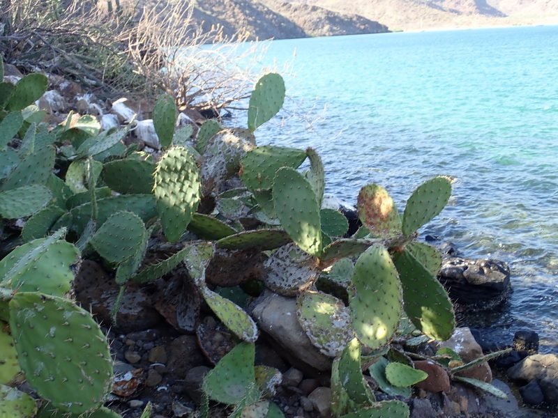 Opuntia tapona, photographed by Scott Yarger