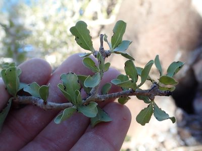 Jatropha cuneata, photographed by Scott Yarger