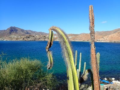 Lophocereus schottii, photographed by Scott Yarger