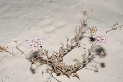 Abronia angustifolia, photographed by Brian Finzel