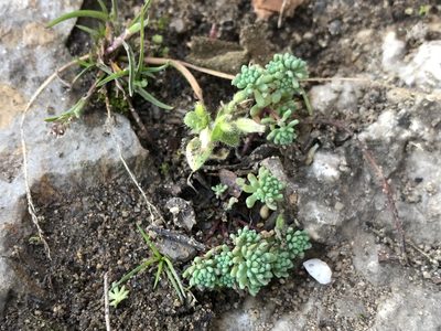 Sedum pallidum, photographed by Pavel Kacl