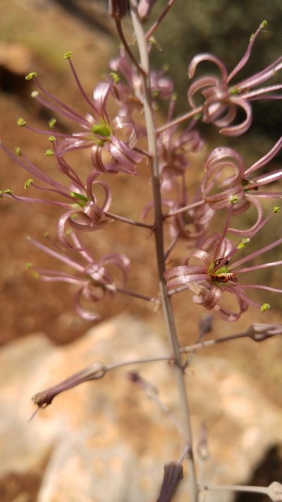 Squilla undulata, photographed by Mehdi Chetibi