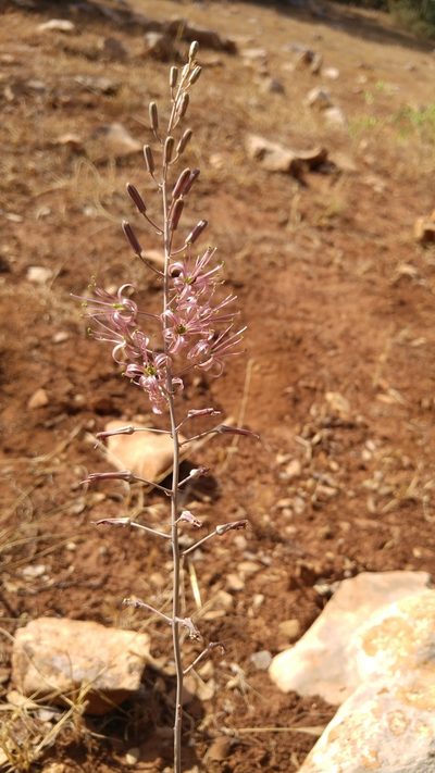 Squilla undulata, photographed by Mehdi Chetibi