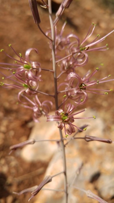 Squilla undulata, photographed by Mehdi Chetibi