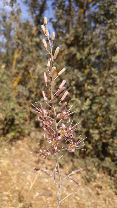 Squilla undulata, photographed by Mehdi Chetibi