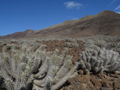 Euphorbia handiensis, photographed by Marcelo Cabrera