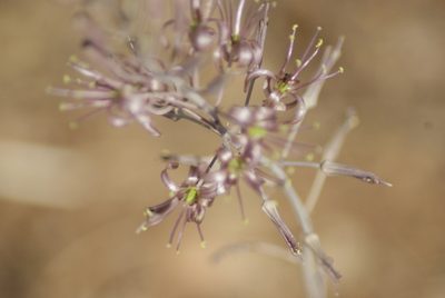 Squilla undulata, photographed by Mehdi Chetibi
