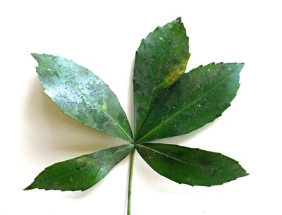 Pseudopanax lessonii, photographed by Peter de Lange