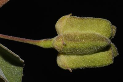 Abutilon incanum, photographed by Brian Finzel