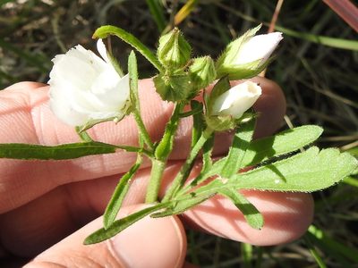 Callirhoe alcaeoides, photographed by Sam Kieschnick