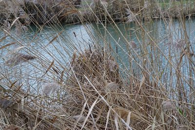 Typha angustifolia, photographed by Patrick Hacker