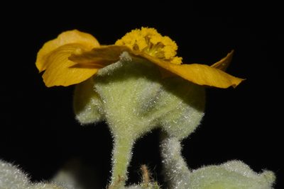 Abutilon abutiloides, photographed by Brian Finzel