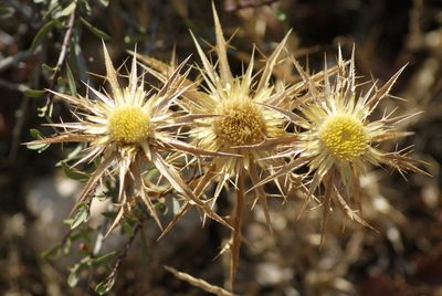 Carlina involucrata, photographed by Mehdi Chetibi