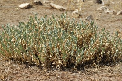 Hertia cheirifolia, photographed by Mehdi Chetibi
