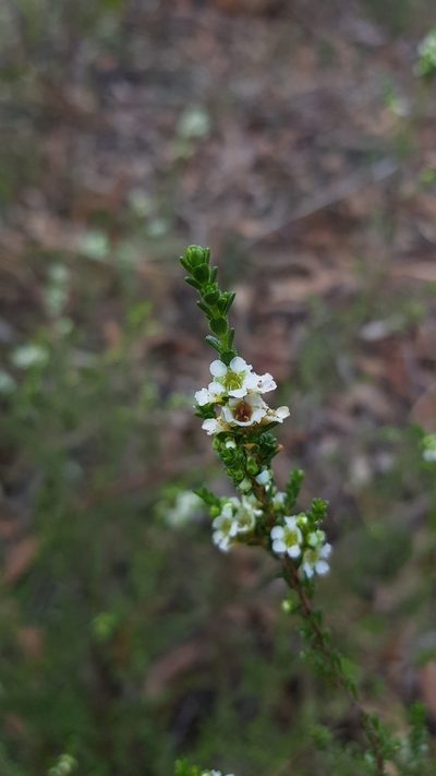 Baeckea diosmifolia, photographed by Sofia Zvolanek
