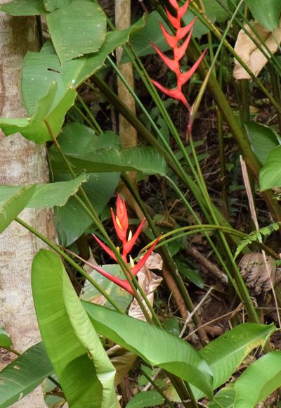 Heliconia farinosa, photographed by Cajá-manga