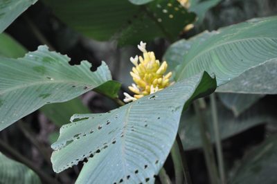 Goeppertia marantifolia, photographed by Emily Franzen