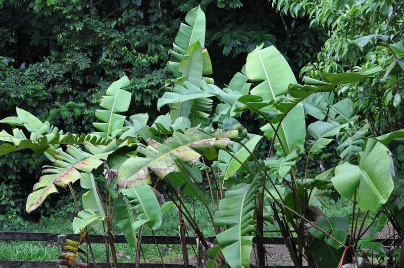Heliconia pogonantha, photographed by Emily Franzen