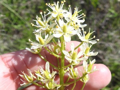 Toxicoscordion nuttallii, photographed by Sam Kieschnick