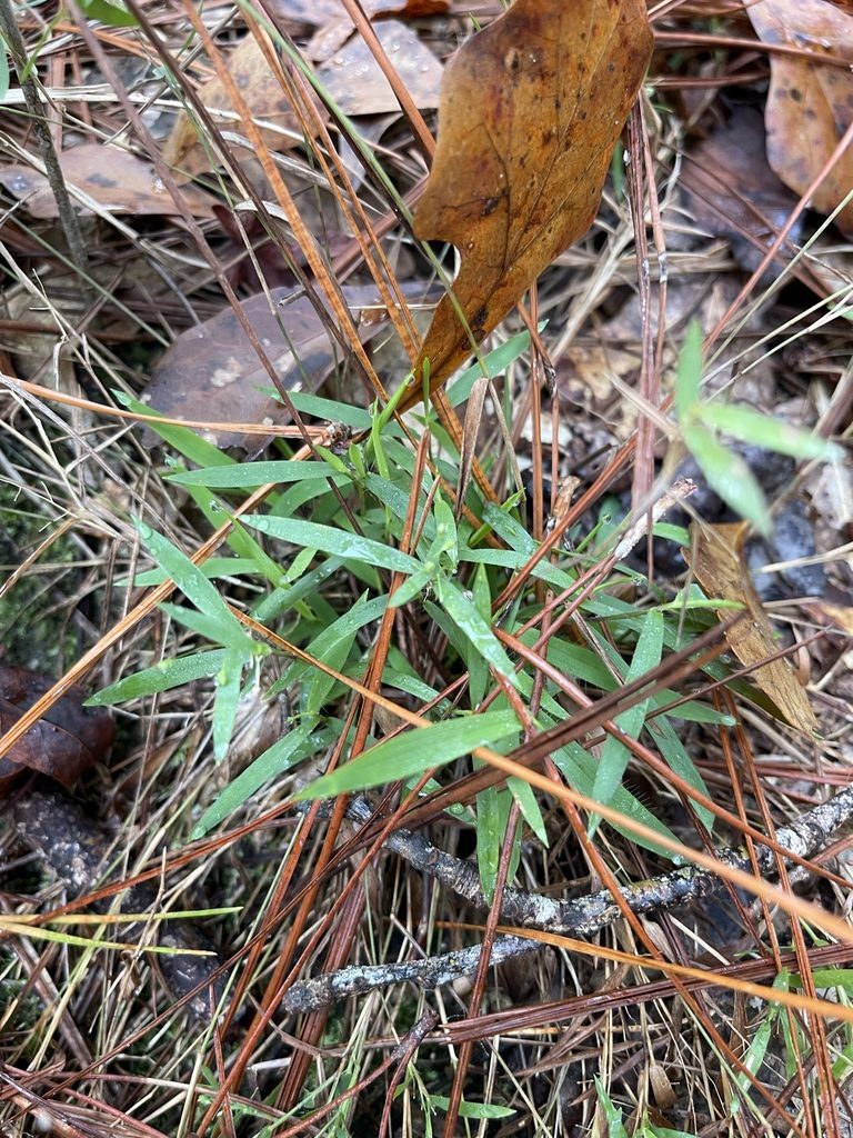 Dichanthelium patulum, photographed by Brandon Corder