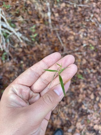 Dichanthelium patulum, photographed by Brandon Corder