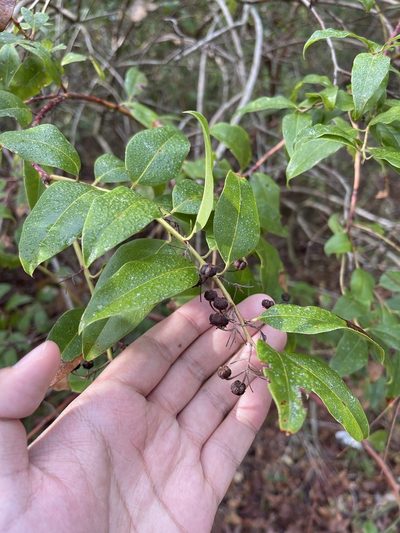 Agarista populifolia, photographed by Brandon Corder