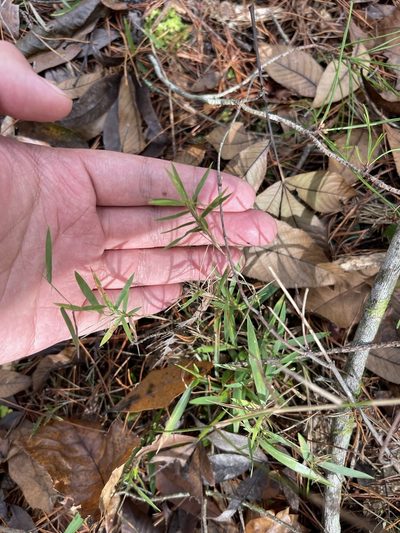 Dichanthelium patulum, photographed by Brandon Corder