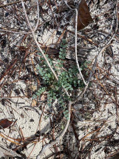 Astragalus obcordatus, photographed by Brandon Corder