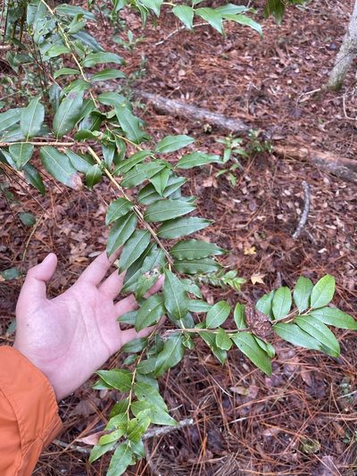 Agarista populifolia, photographed by Brandon Corder
