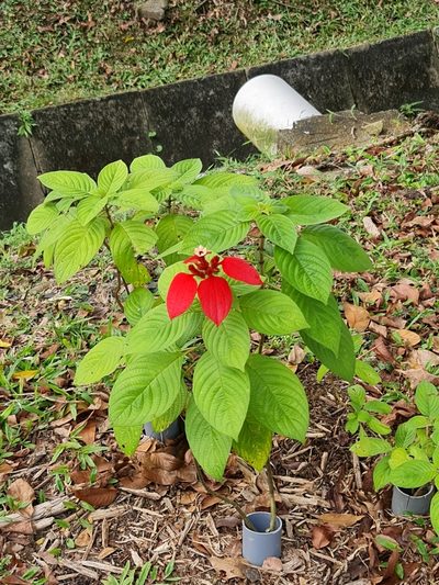 Mussaenda erythrophylla, photographed by Musa Fletcher
