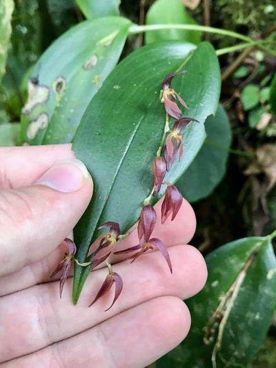Pleurothallis rowleei, photographed by Rose Zappa