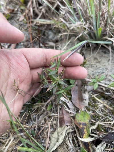 Dichanthelium portoricense, photographed by Brandon Corder