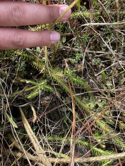 Lycopodiella prostrata, photographed by Brandon Corder
