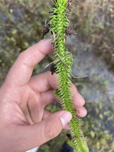 Lycopodiella prostrata, photographed by Brandon Corder
