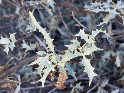 Berberis haematocarpa, photographed by Robbie Hannawacker