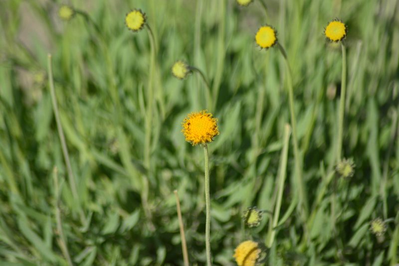 Gaillardia megapotamica, photographed by veonatura
