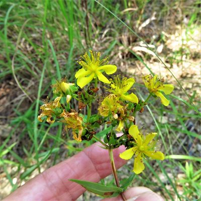 Hypericum sphaerocarpum, photographed by Annika Lindqvist