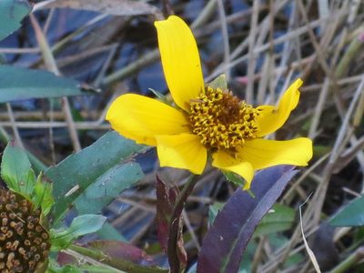 Bidens laevis, photographed by Nonbinary-Naturalist