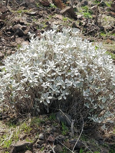 Helichrysum obconicum, photographed by Vítor Jorge