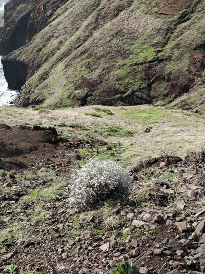 Helichrysum obconicum, photographed by Vítor Jorge