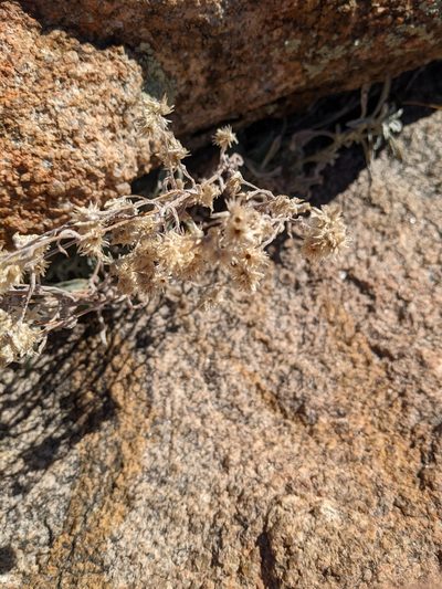 Pseudognaphalium canescens, photographed by Alexandre Passos